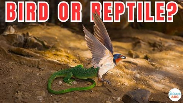 are birds reptiles