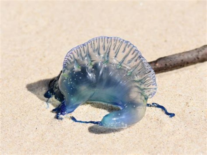 blue bottle jellyfish