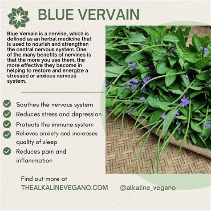 blue vervain benefits