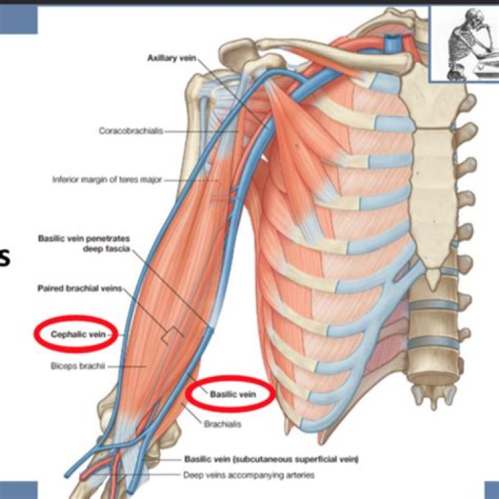brachial region