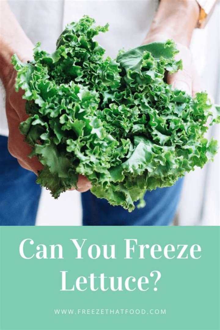 can you freeze lettuce