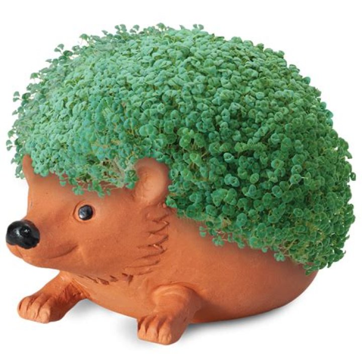 chia pets