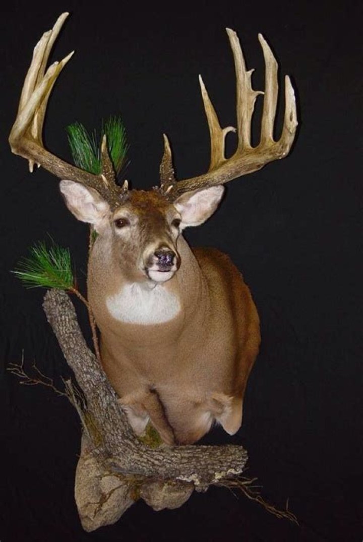 deer head mount