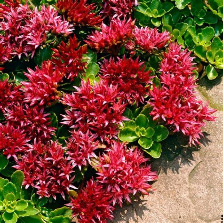 dragon’s blood sedum
