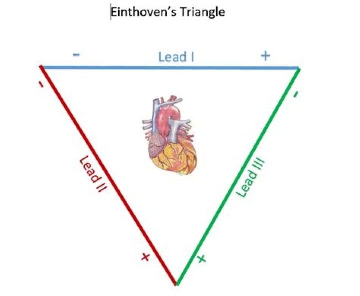 einthoven’s triangle