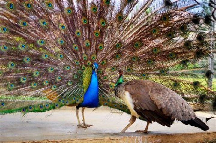 female peacock