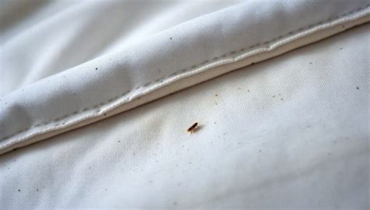 fleas in bed signs