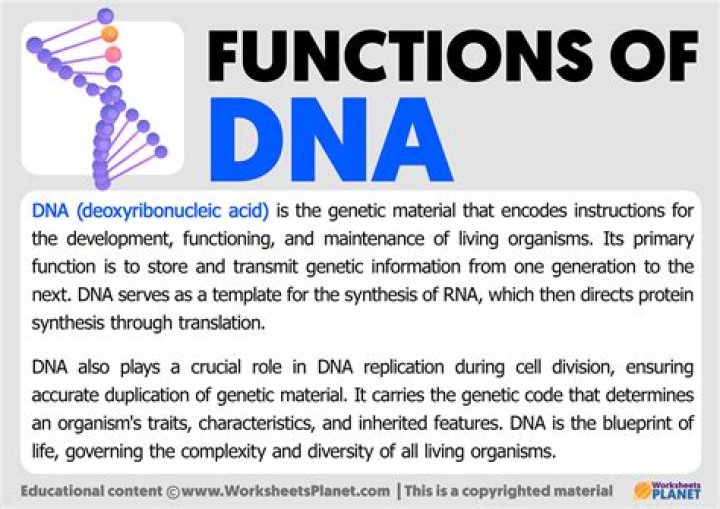 function of dna