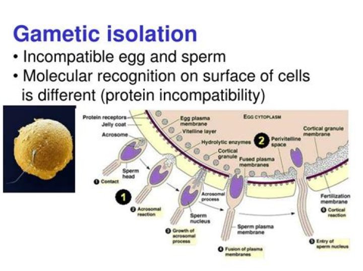 gametic isolation