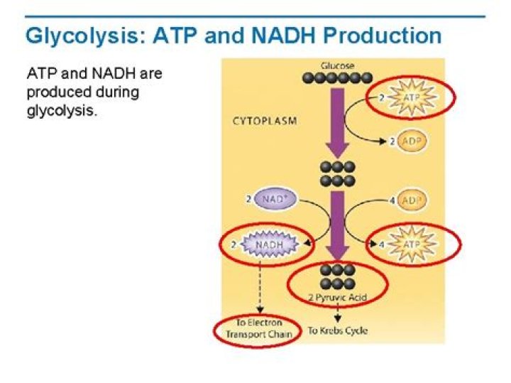 how many nadh are produced by glycolysis?