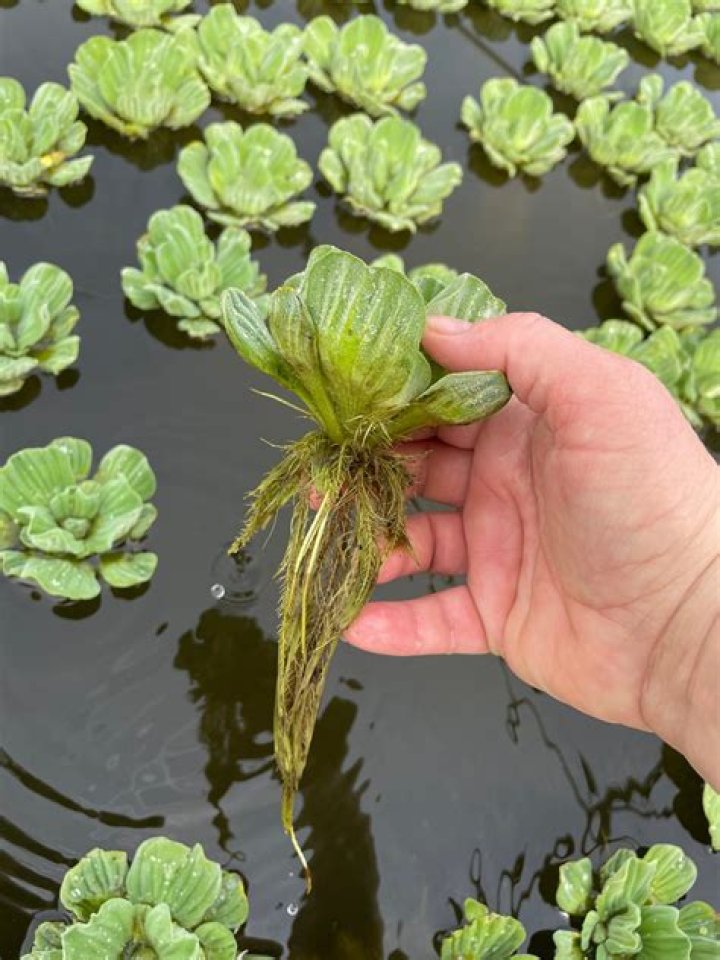 is water lettuce edible