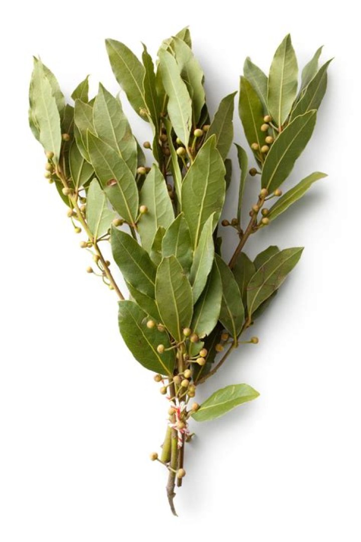 laurel leaves