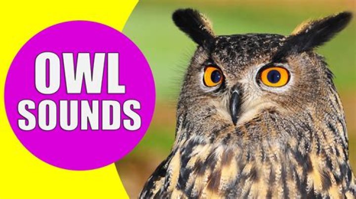 owl sound name