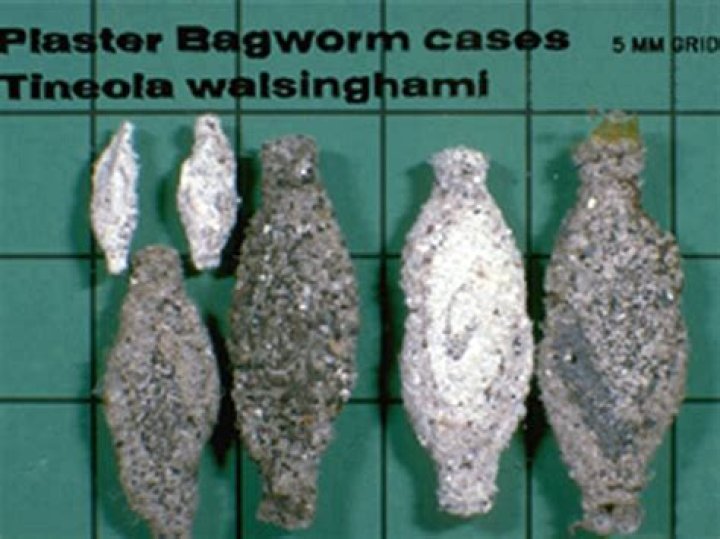 plaster bagworm
