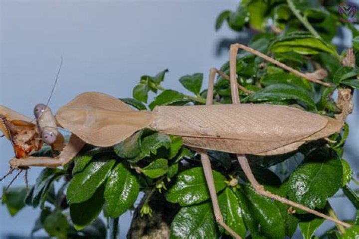 praying mantis for sale