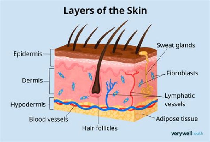the innermost layer of the skin