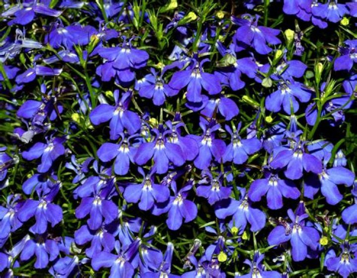 trailing lobelia