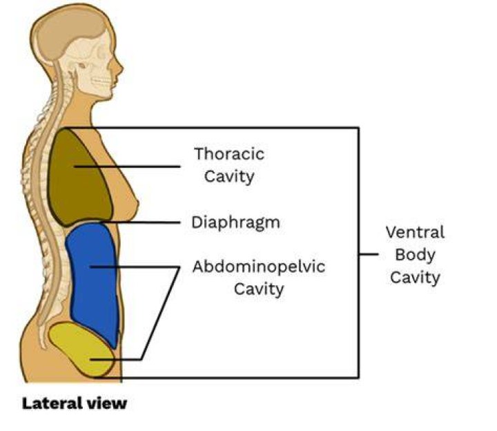 ventral cavity