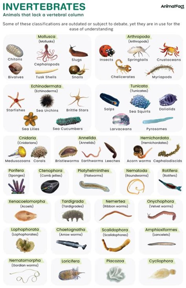what are invertebrates