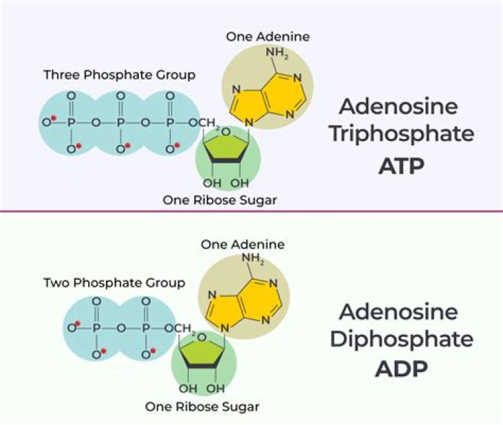 what is adp