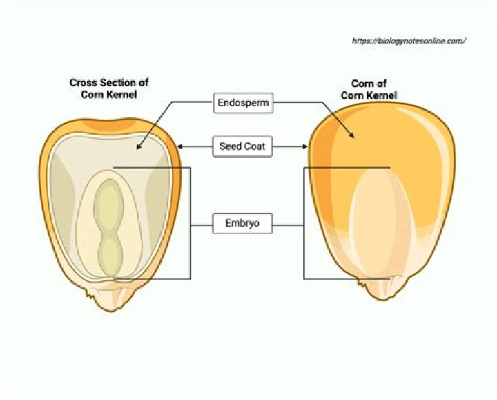 what is endosperm