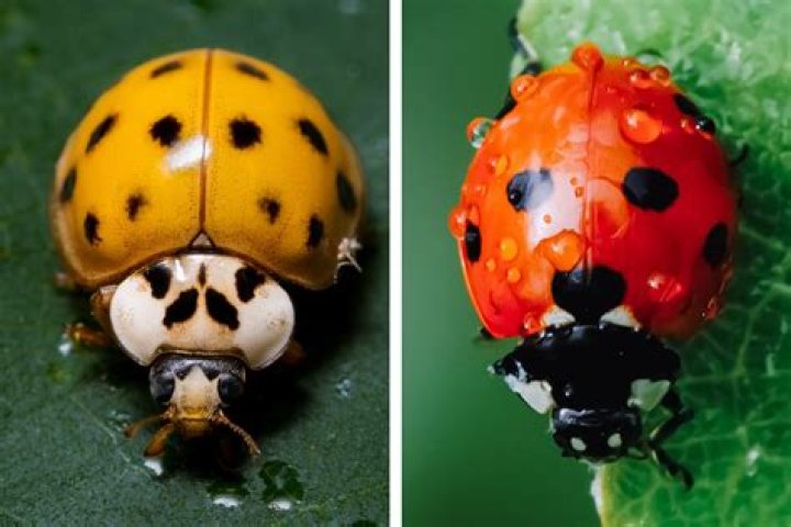 yellow ladybug
